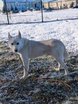 PERSEUS - kam als Junghund in die Tötung und wartet seit nunmehr zwei Jahren auf ein Zuhause
