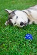 husky with ball on green grass. focus on ball