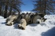 Husky sleeping in the snow