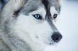Siberian husky dog closeup portrait