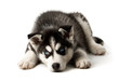 Adorable black and white with blue sleepy eyes Husky puppy.