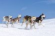 sportive dogs in the snow