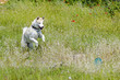 White siberian husky dog portrait outdoors. Beautiful husky play